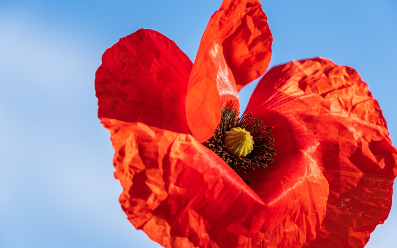 Красивый красный мак крупным планом на голубом фоне 