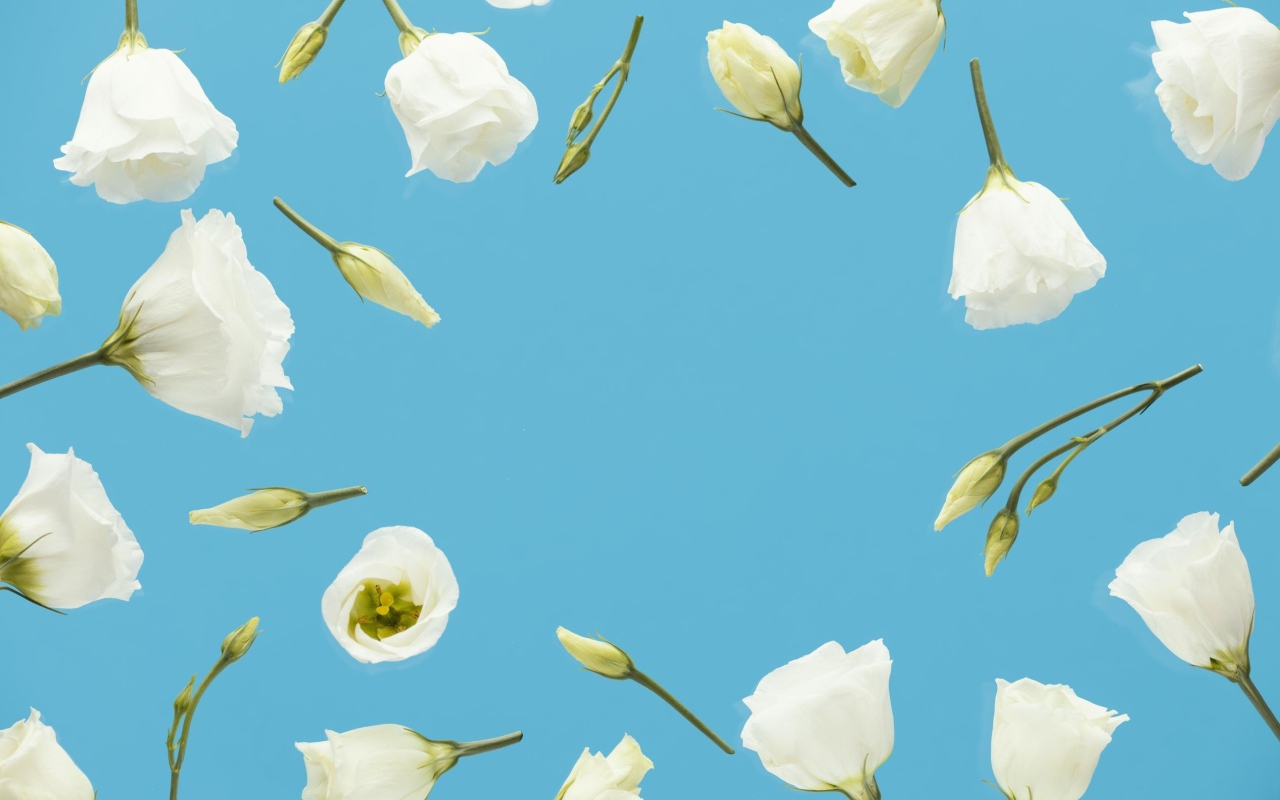 Красивые белые цветы эустома с бутонами на голубом фоне 