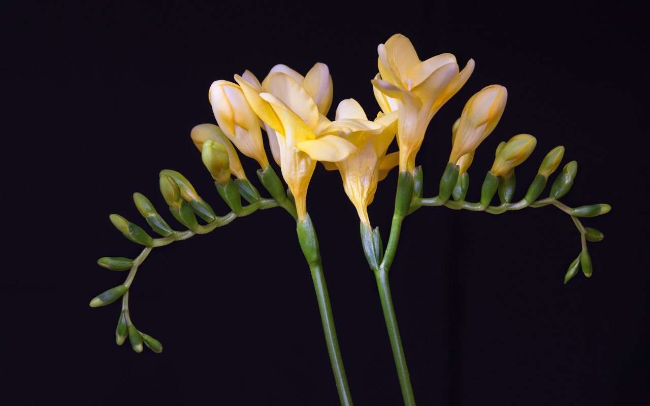 Красивый желтый цветок фрезии с бутонами на черном фоне 