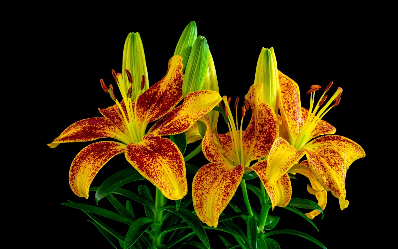 Красивая желтая леопардовая лилия с бутонами на черном фоне 