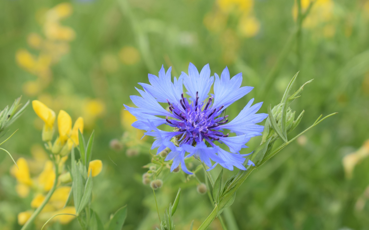 Синий полевой василек с желтыми цветами