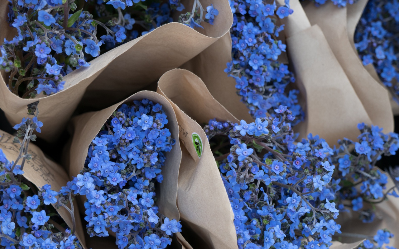 Голубые цветы незабудки в бумажных пакетах