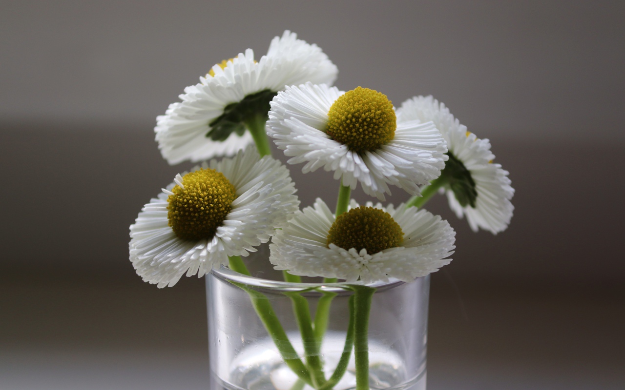 Букет белых маргариток в вазе на сером фоне 