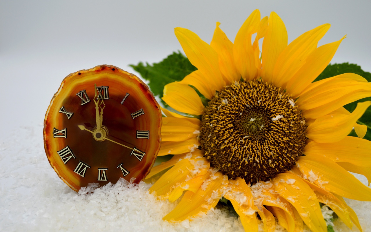 Часы и желтый подсолнух лежат на снегу 