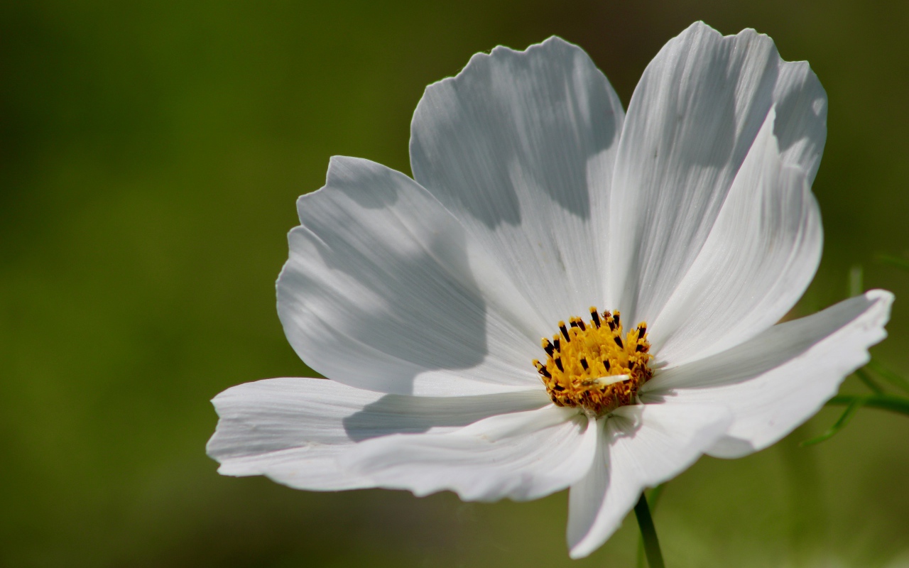 Нежные белые лепестки цветка космеи 