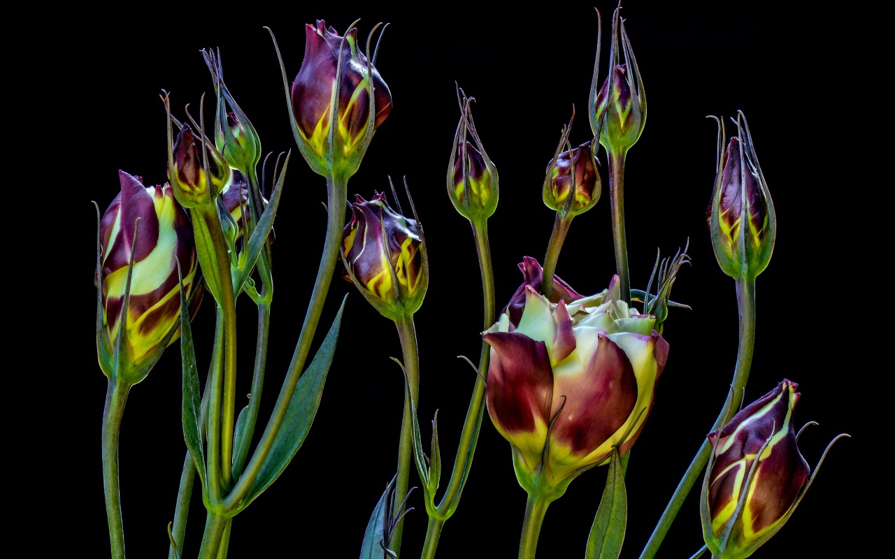 Цветы эустомы распускаются на черном фоне