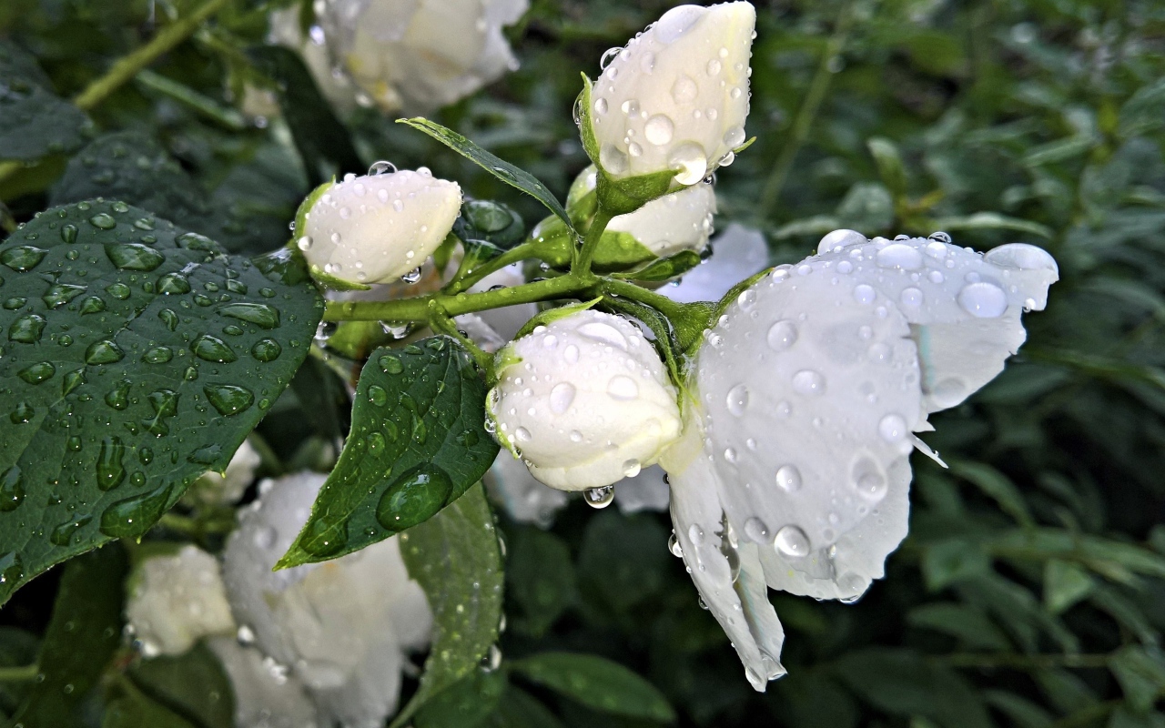 Ароматный цветок жасмина с бутонами после дождя