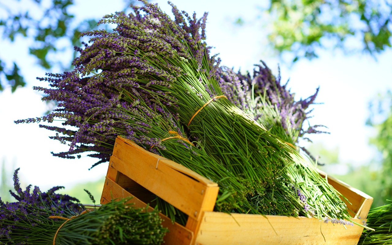 Свежие цветы лаванды в деревянном ящике