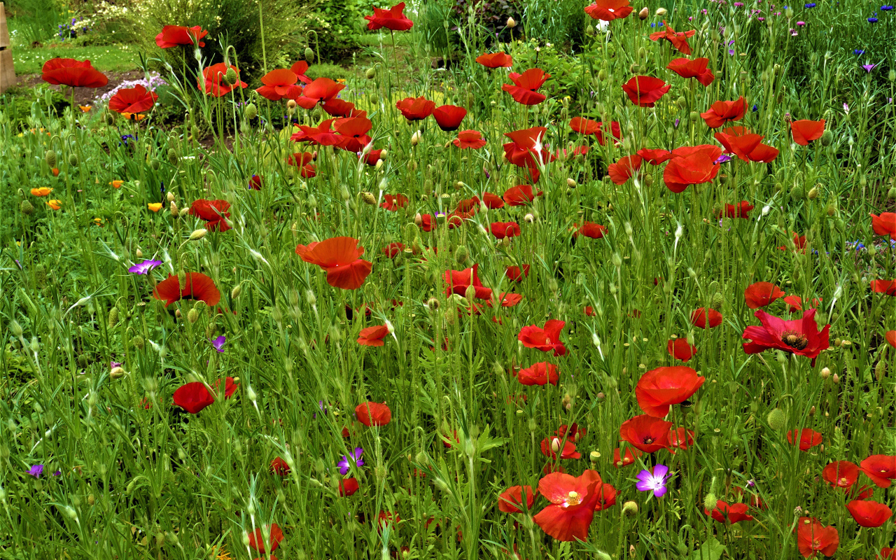 Поляна с красными маками в зеленой траве