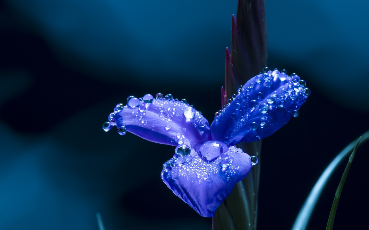 Цветок ириса в каплях росы крупным планом