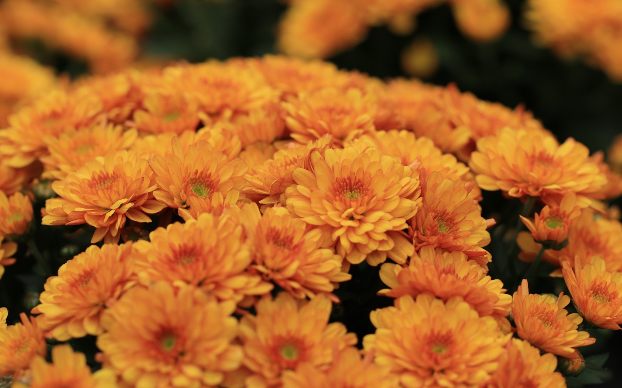 Большой букет оранжевых хризантем крупным планом 