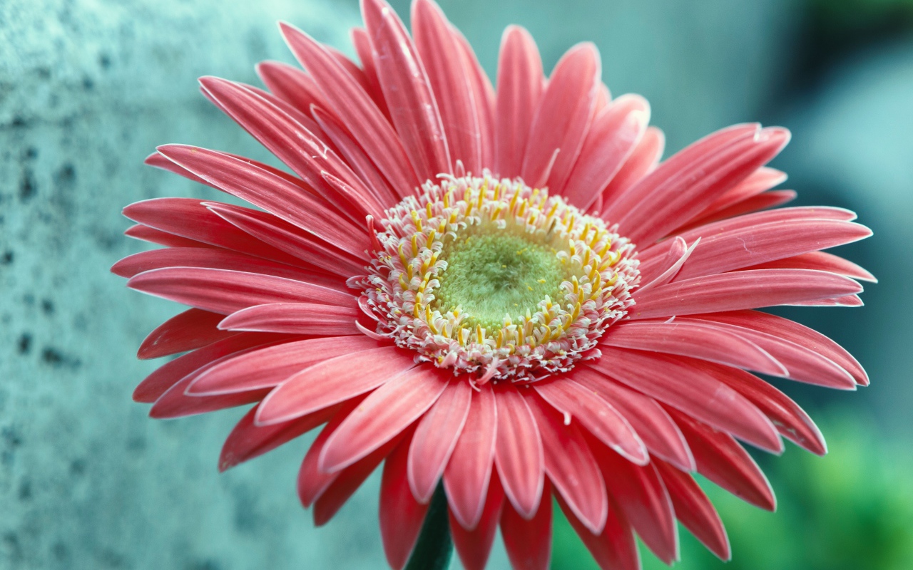 Большой розовый цветок герберы крупным планом 