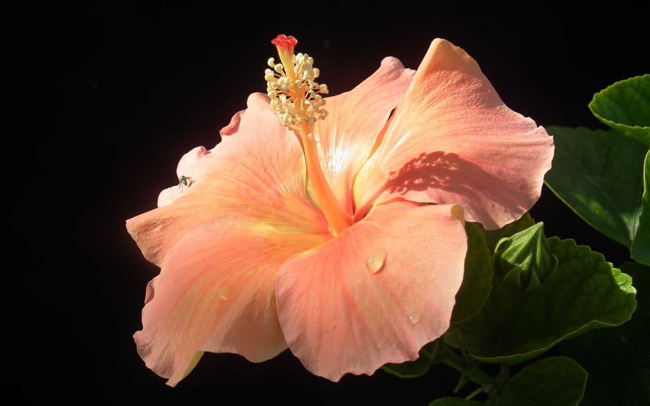 Большой розовый гибискус с бутонами на черном фоне