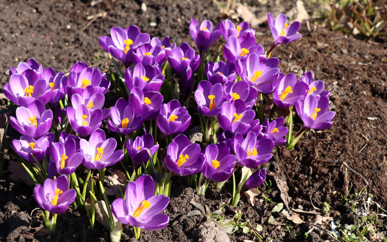 Маленькие фиолетовые крокусы на земле весной