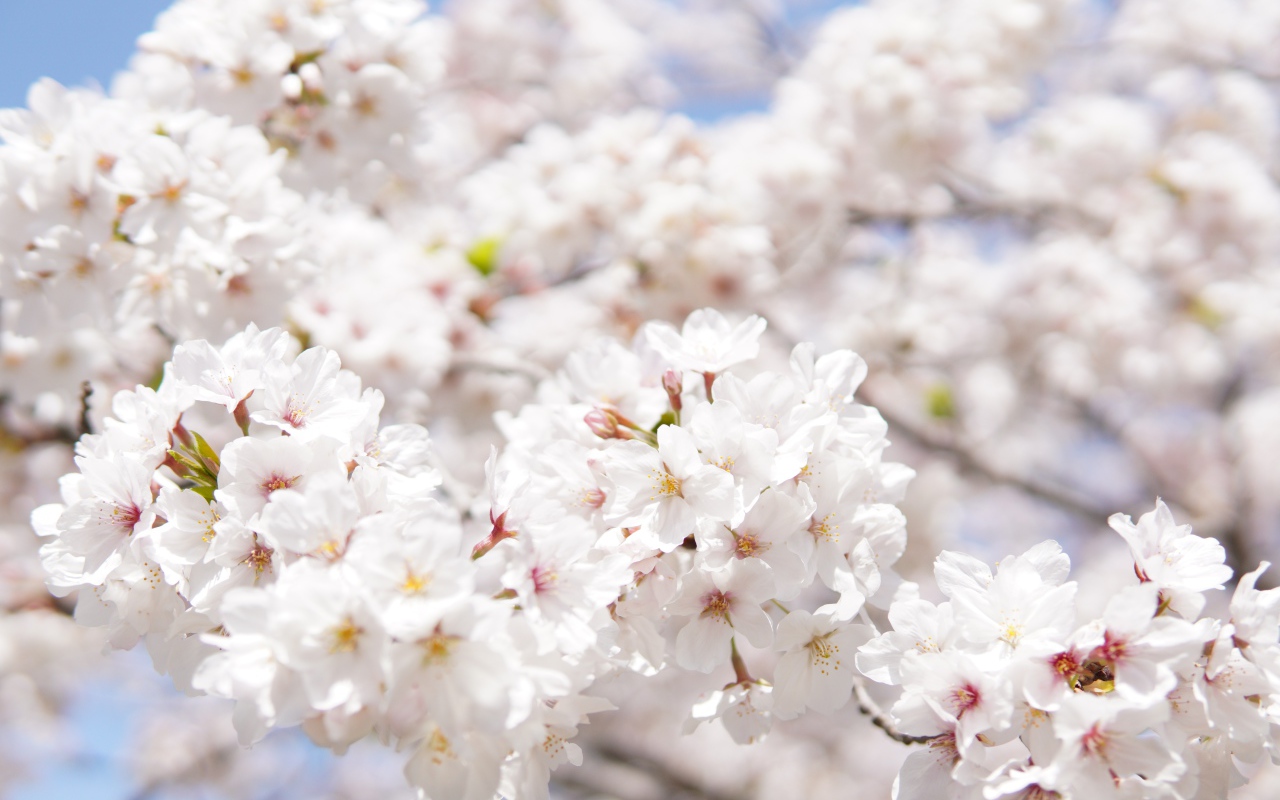 Пышные белые цветы вишни на ветке