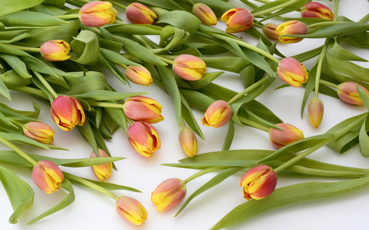 Много оранжевых тюльпанов с зелеными листьями на белом фоне