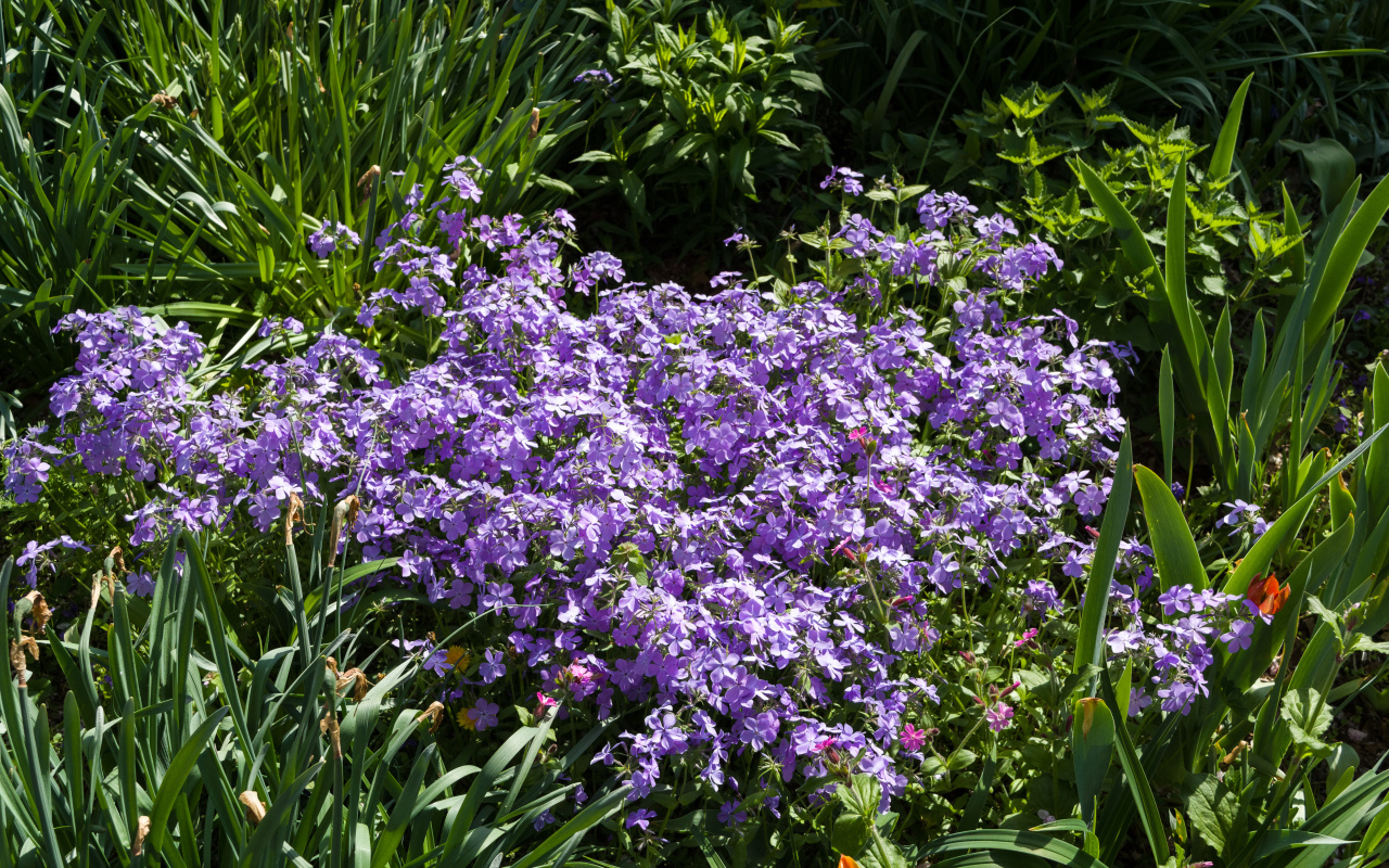 Много фиолетовых мелких цветов в зеленой траве 