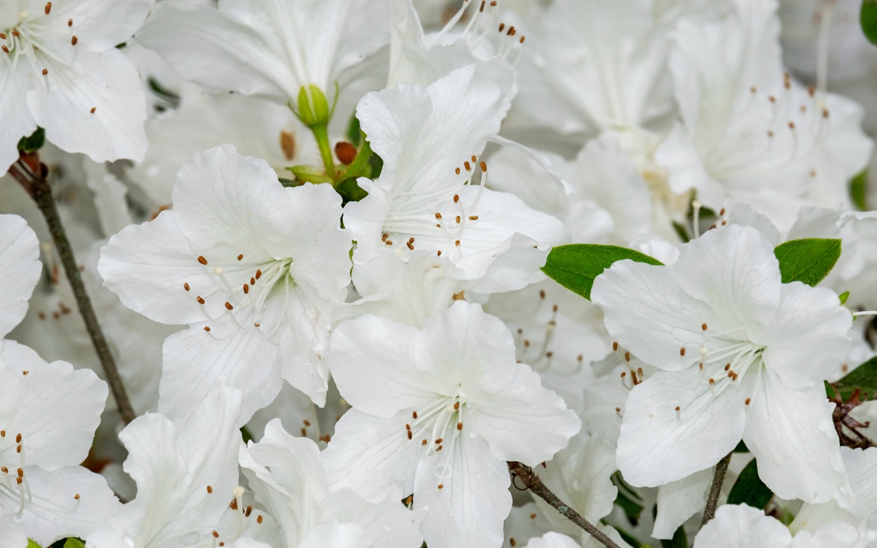 Много белых цветов азалии крупным планом