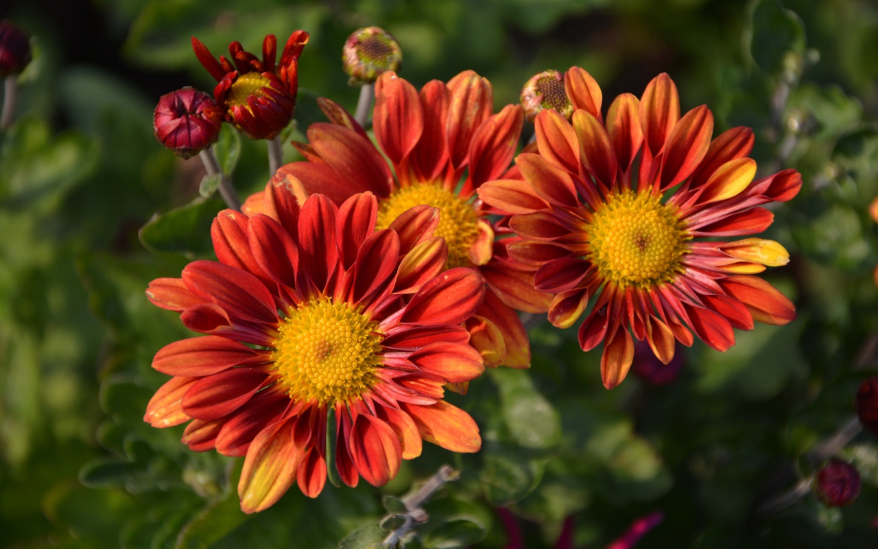 Оранжевые цветы хризантемы с бутонами на клумбе