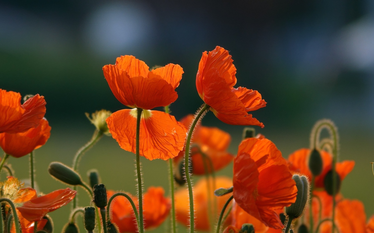 Оранжевые цветы мака с бутонами на поле