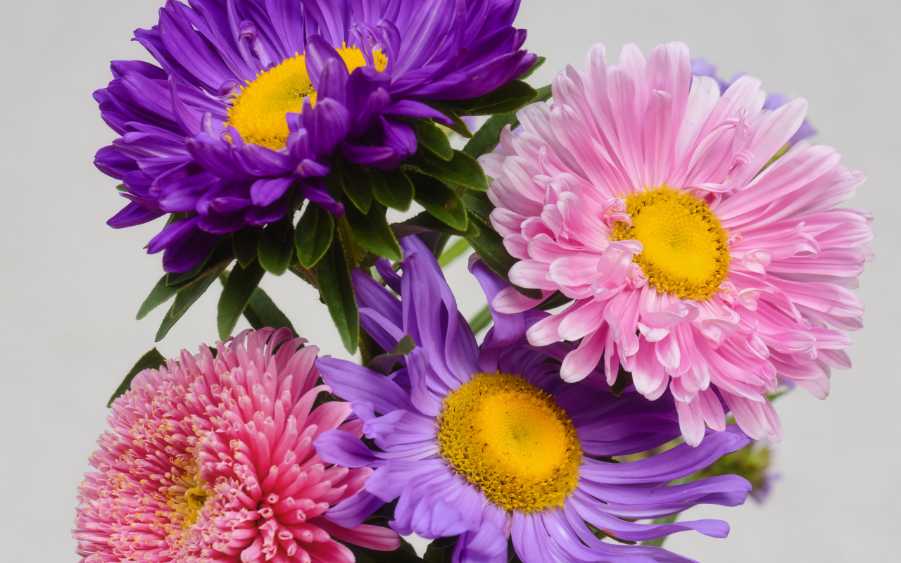 Розовые и сиреневые астры на сером фоне