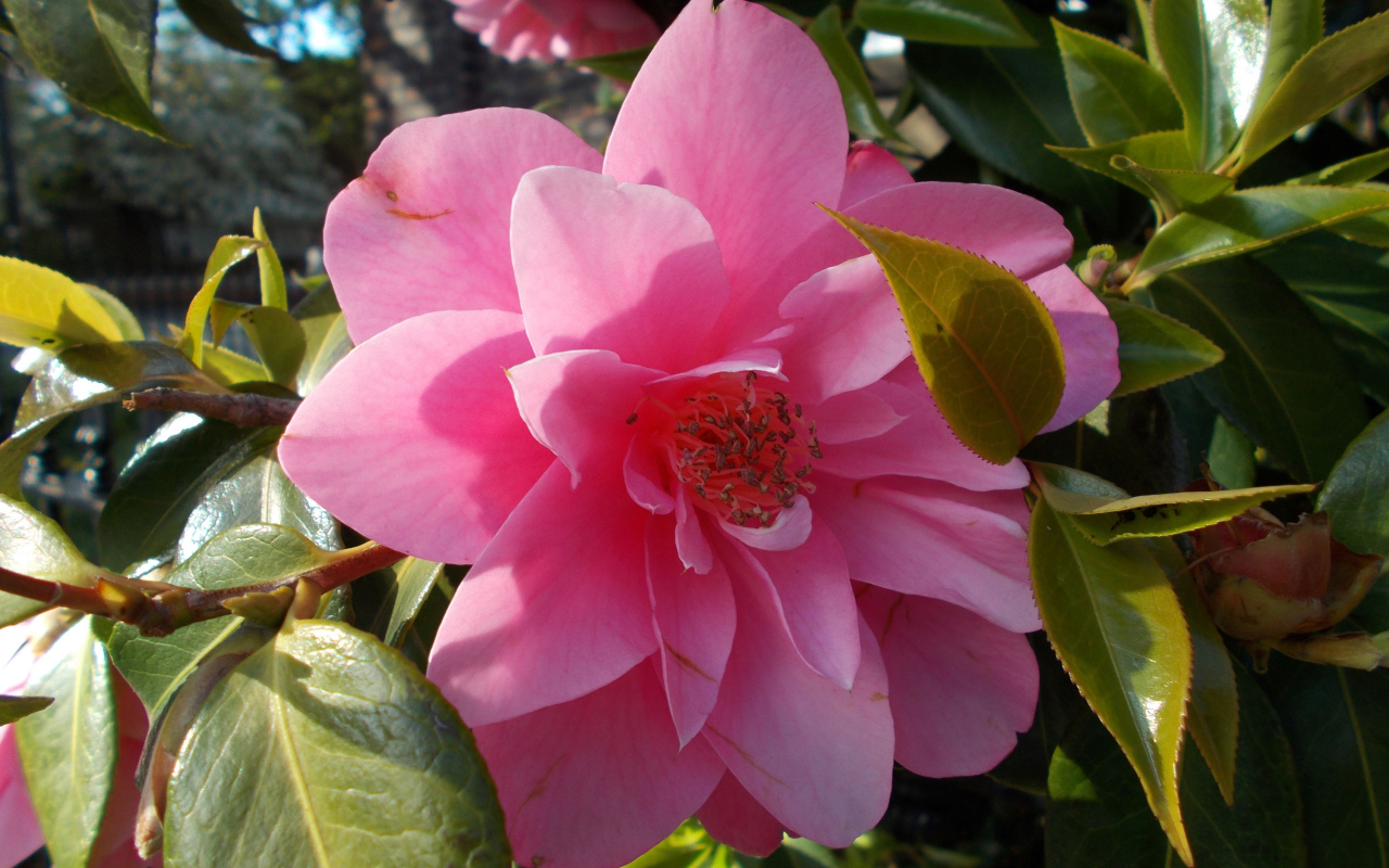 Розовые цветы камелия с зелеными листьями крупным планом 