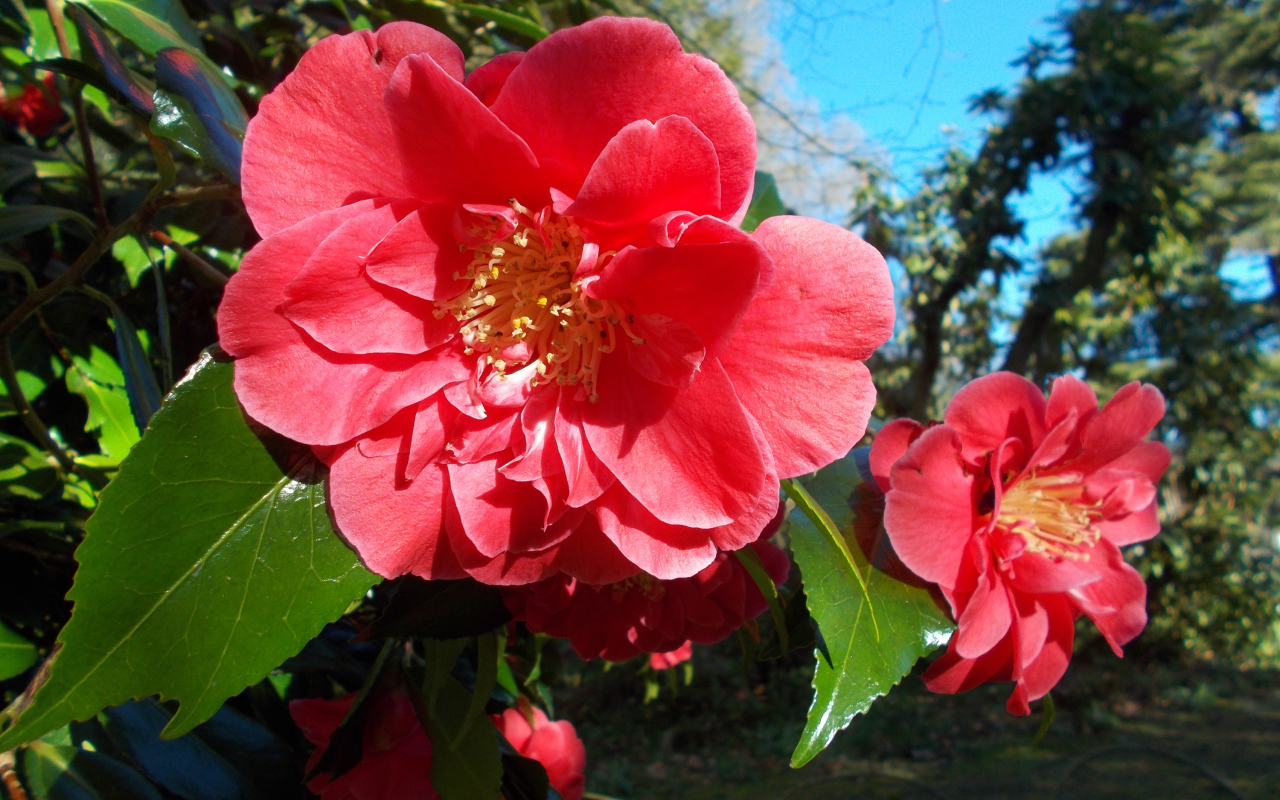 Розовые цветы камелии с зелеными листьями на ветке 