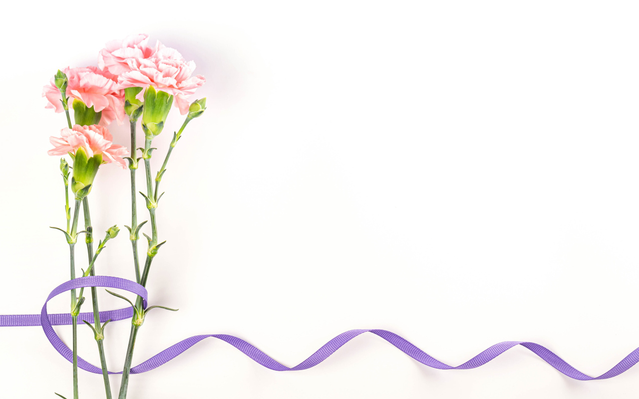 Розовые гвоздики с ленточкой на белом фоне