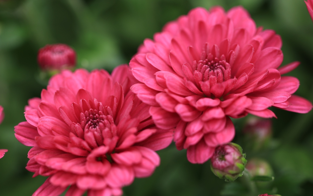 Розовые цветы хризантемы с бутонами крупным планом