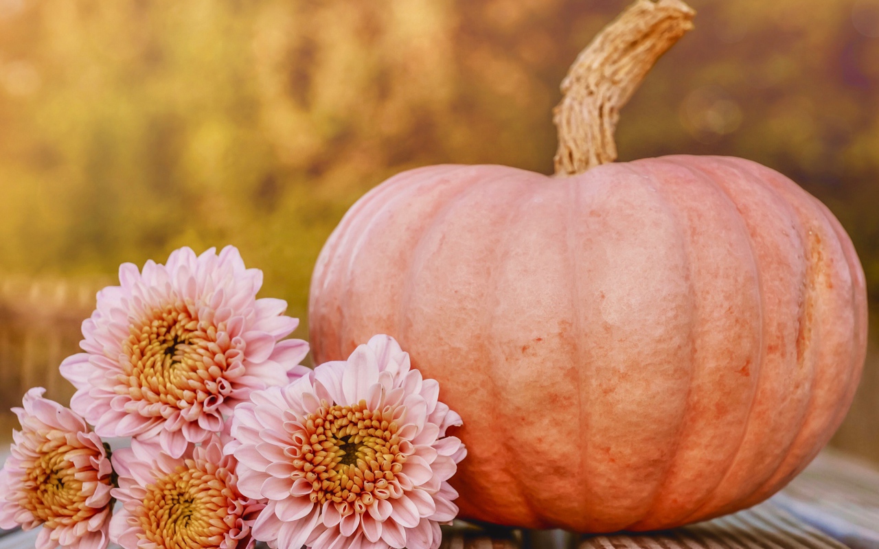Розовые цветы хризантемы с тыквой 