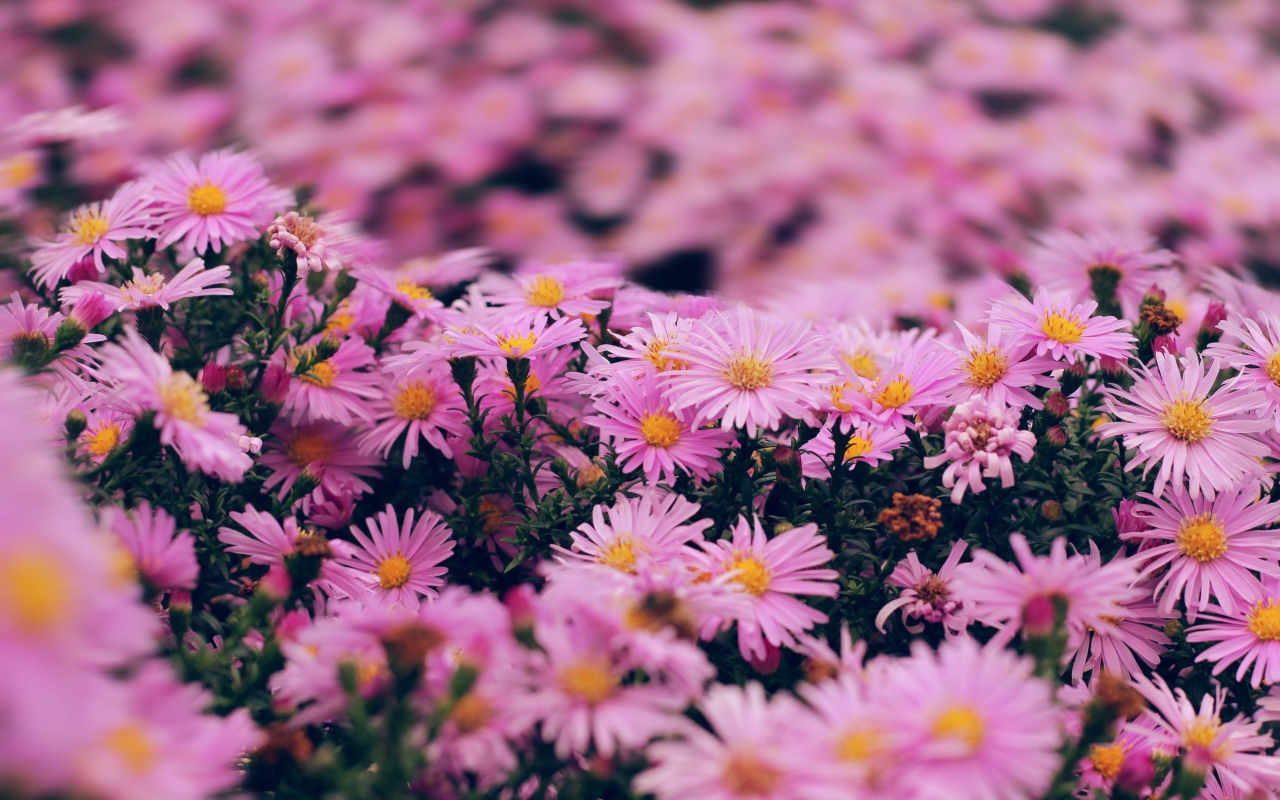 Розовые цветы сентябринка крупным планом 