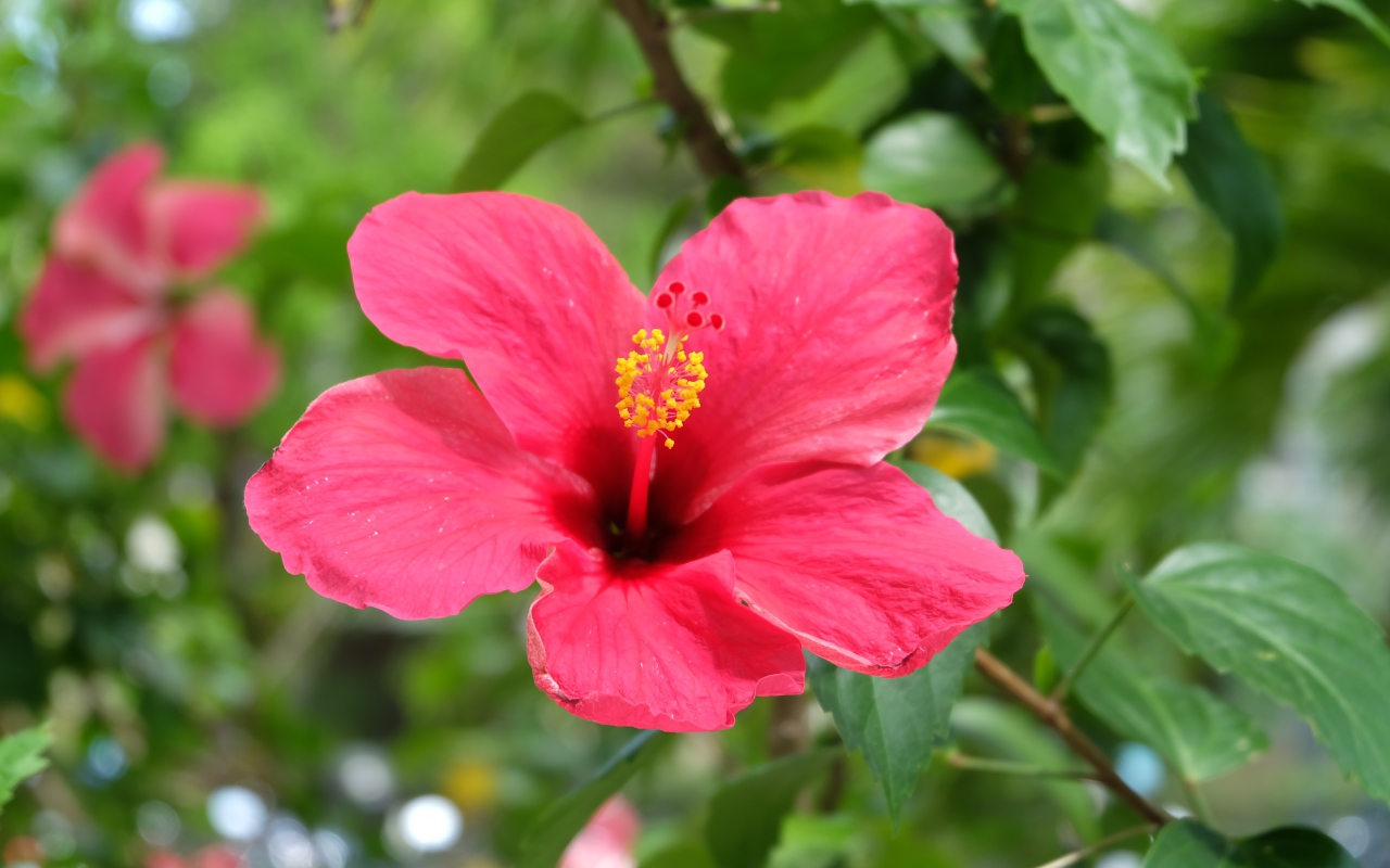 Розовый цветок гибискуса крупным планом на клумбе