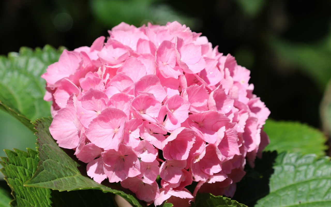 Розовые цветы гортензии с зелеными листьями крупным планом 