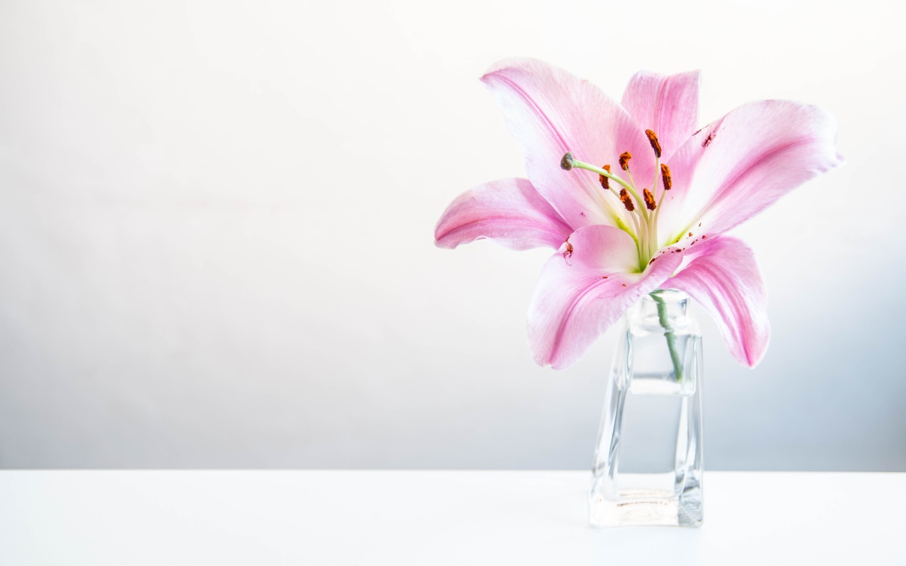 Розовый цветок лилии в вазе на сером фоне