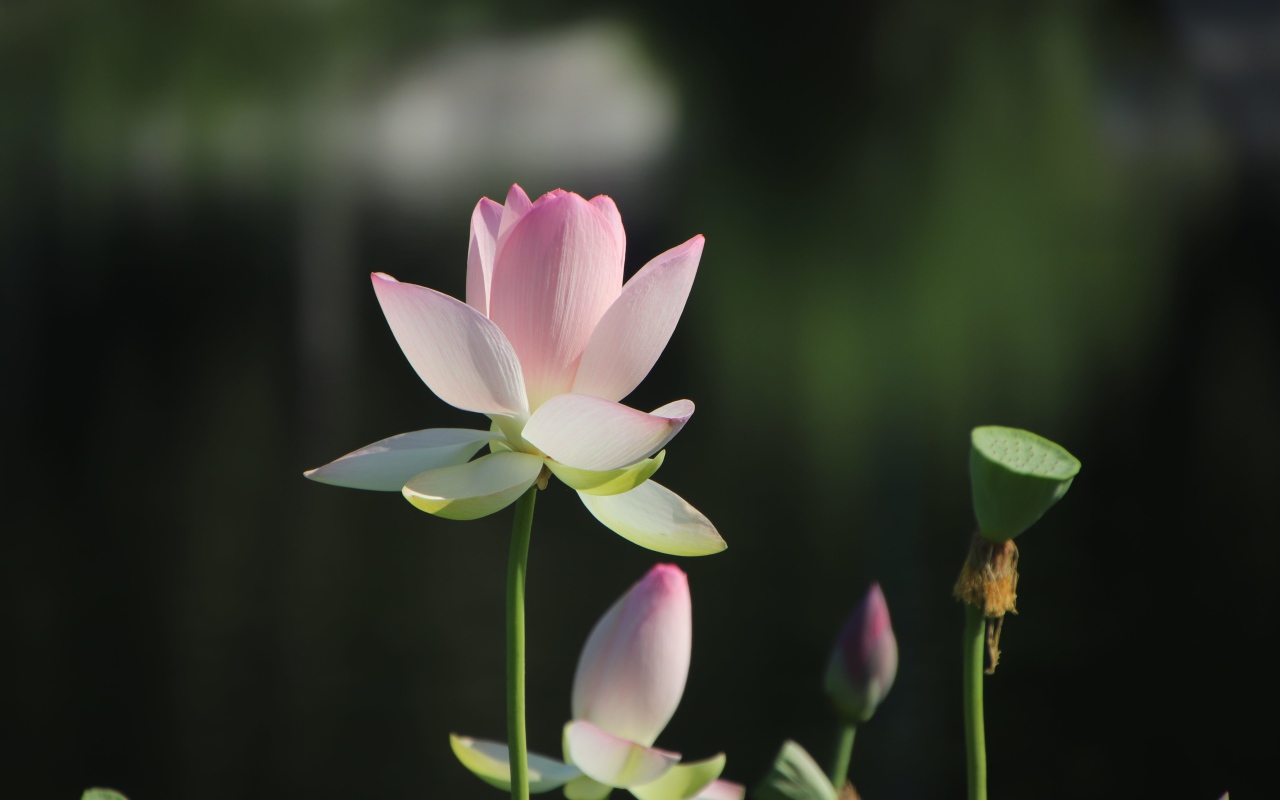 Розовый цветок лотоса с бутонами в лучах солнца 