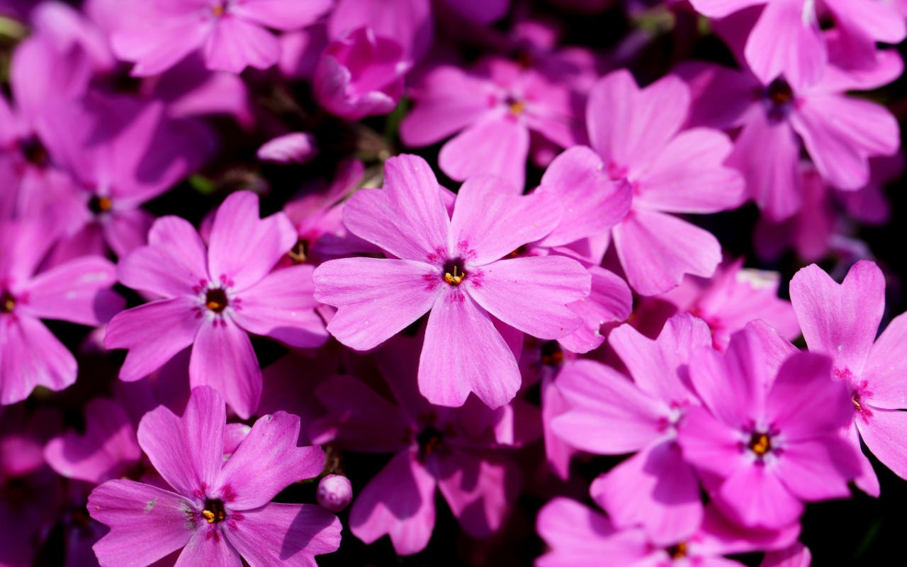 Розовые цветы флоксы крупным планом в лучах солнца 