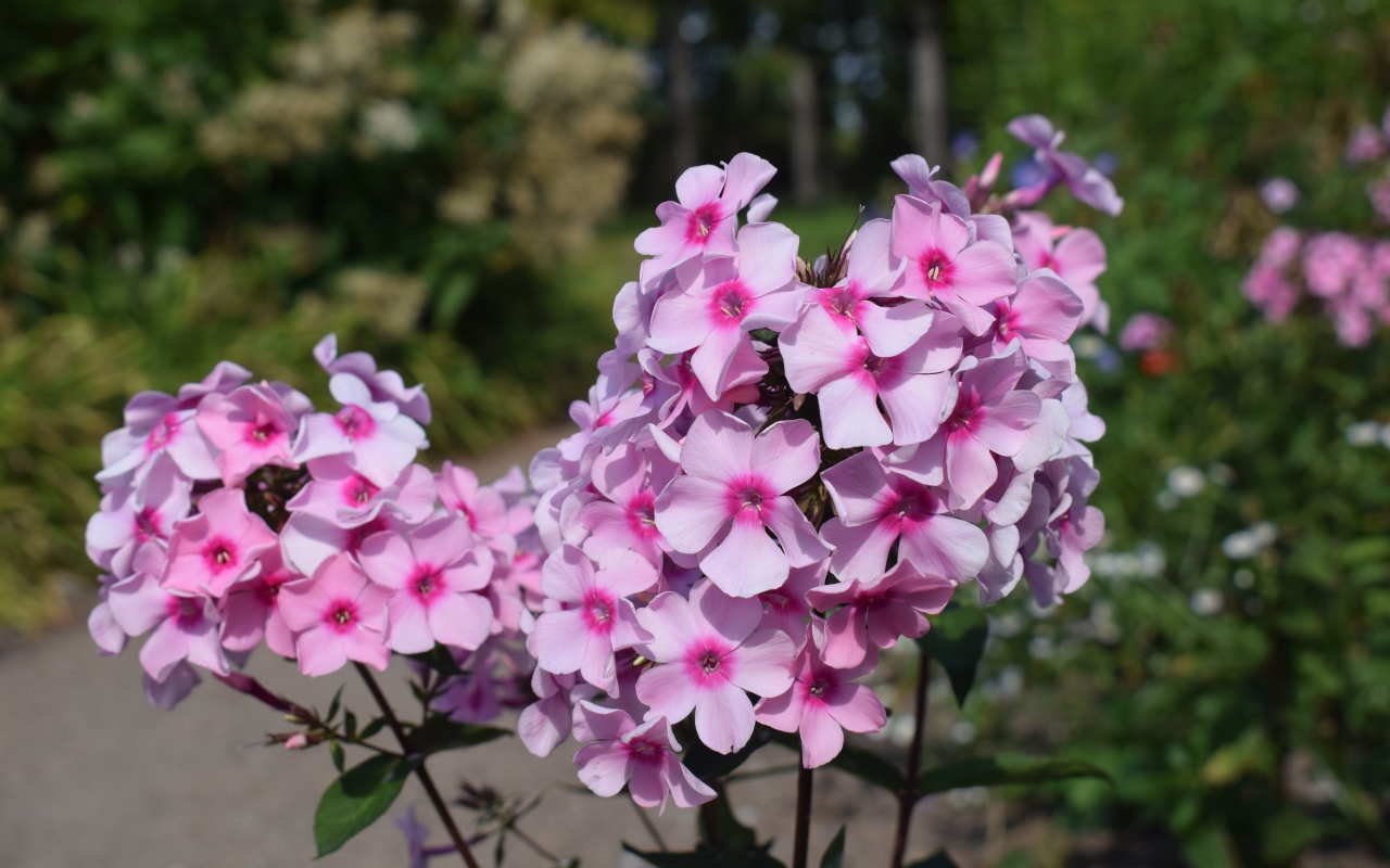 Розовые цветы флоксы на клумбе крупным планом