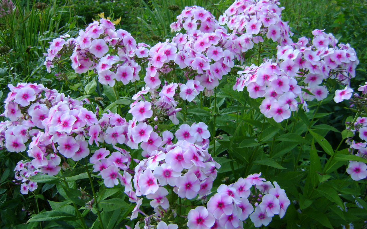 Розовые цветы флокса с зелеными листьями на клумбе