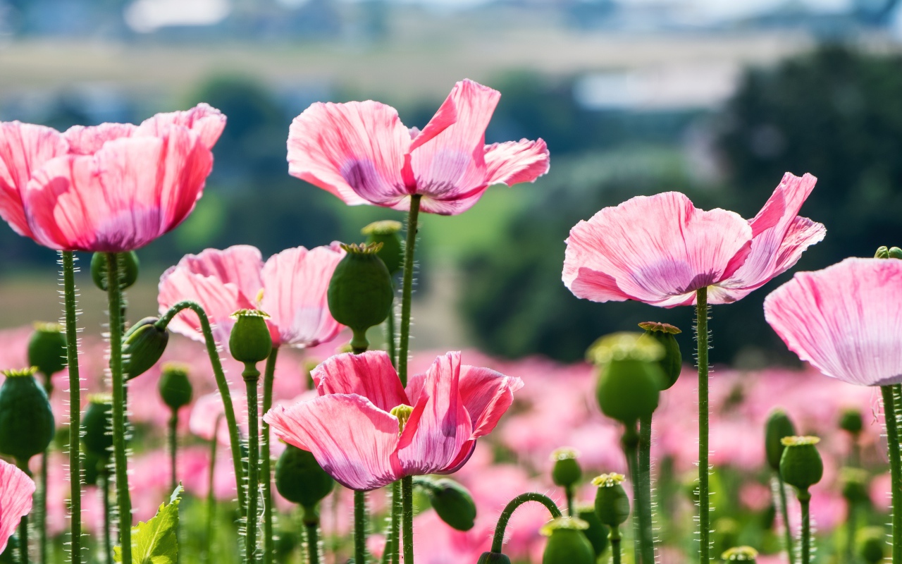 Розовые цветы мака с бутонами в лучах солнца на клумбе летом