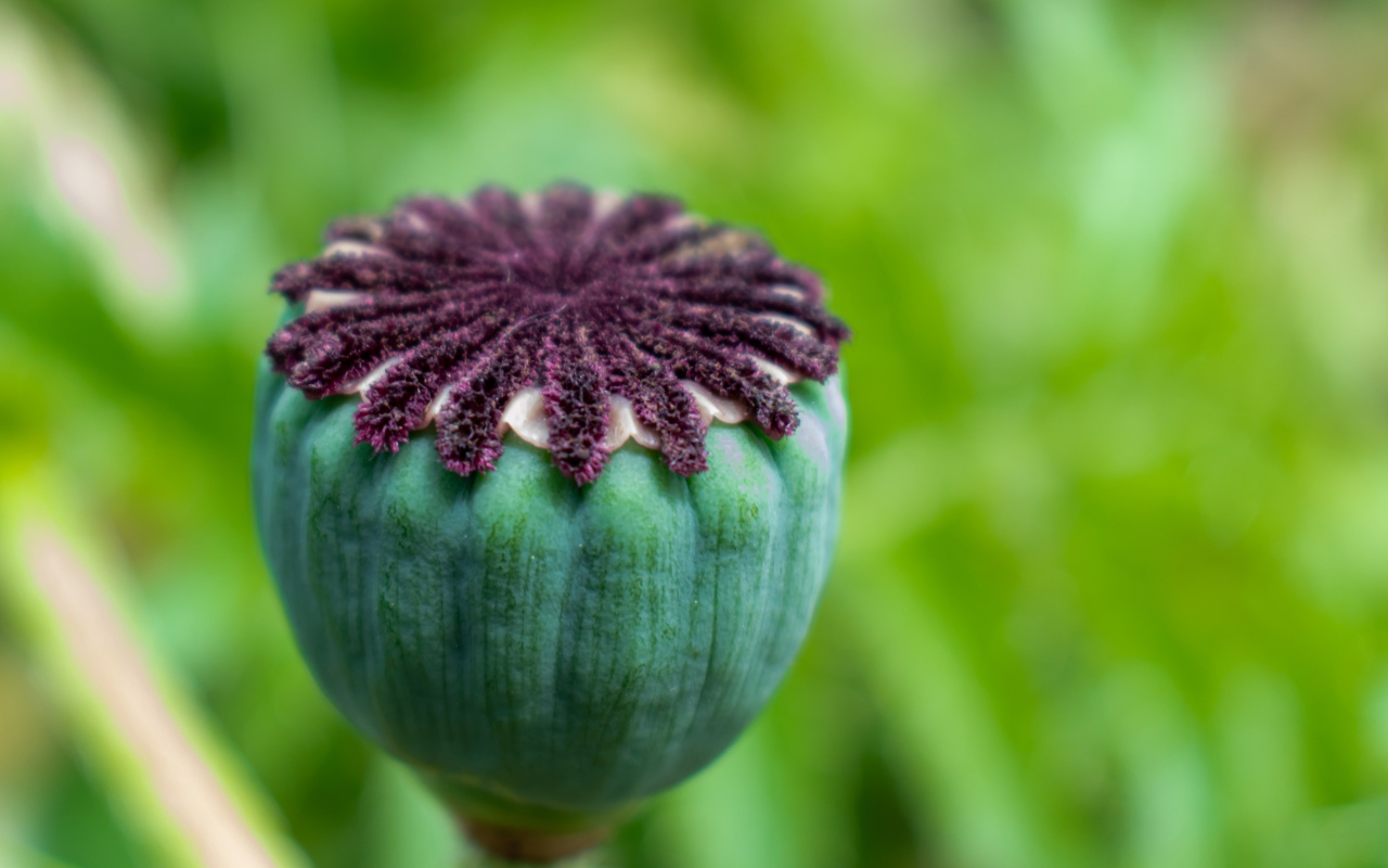 Маковая коробочка крупным планом 