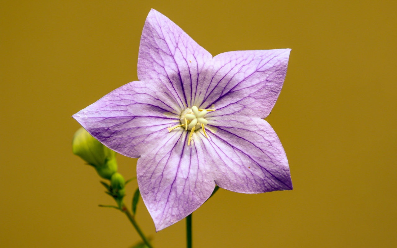 Фиолетовый цветок колокольчика на желтом фоне 