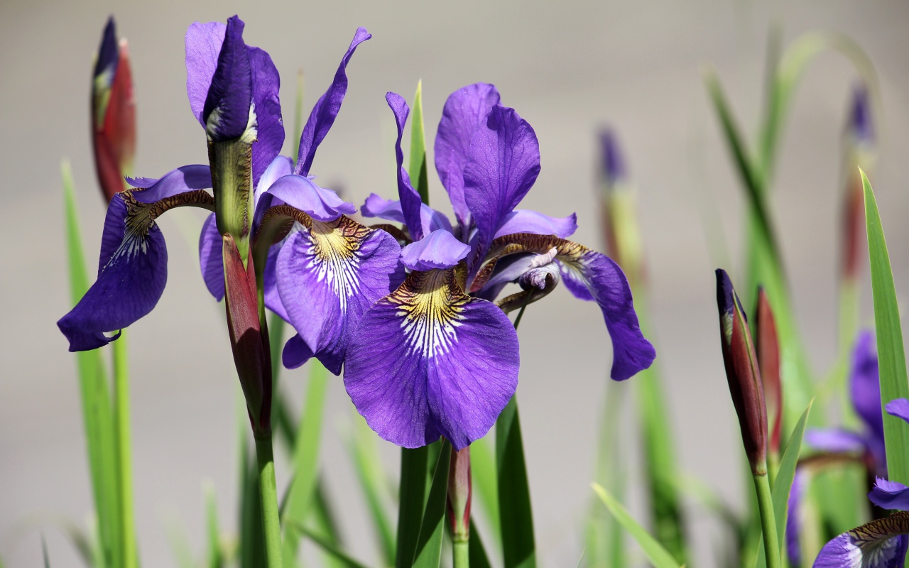 Фиолетовые цветы ириса с бутонами крупным планом