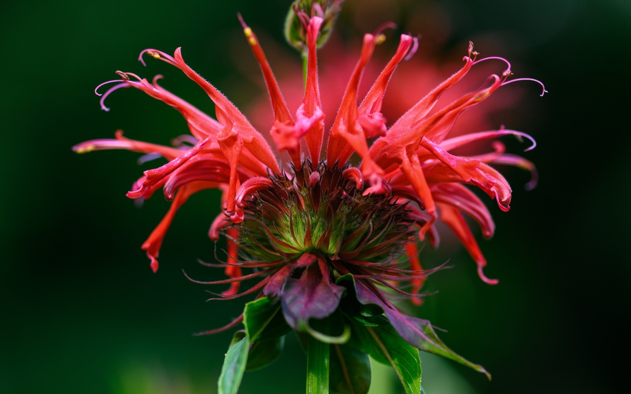 Красный цветок Монарда на зеленом фоне 