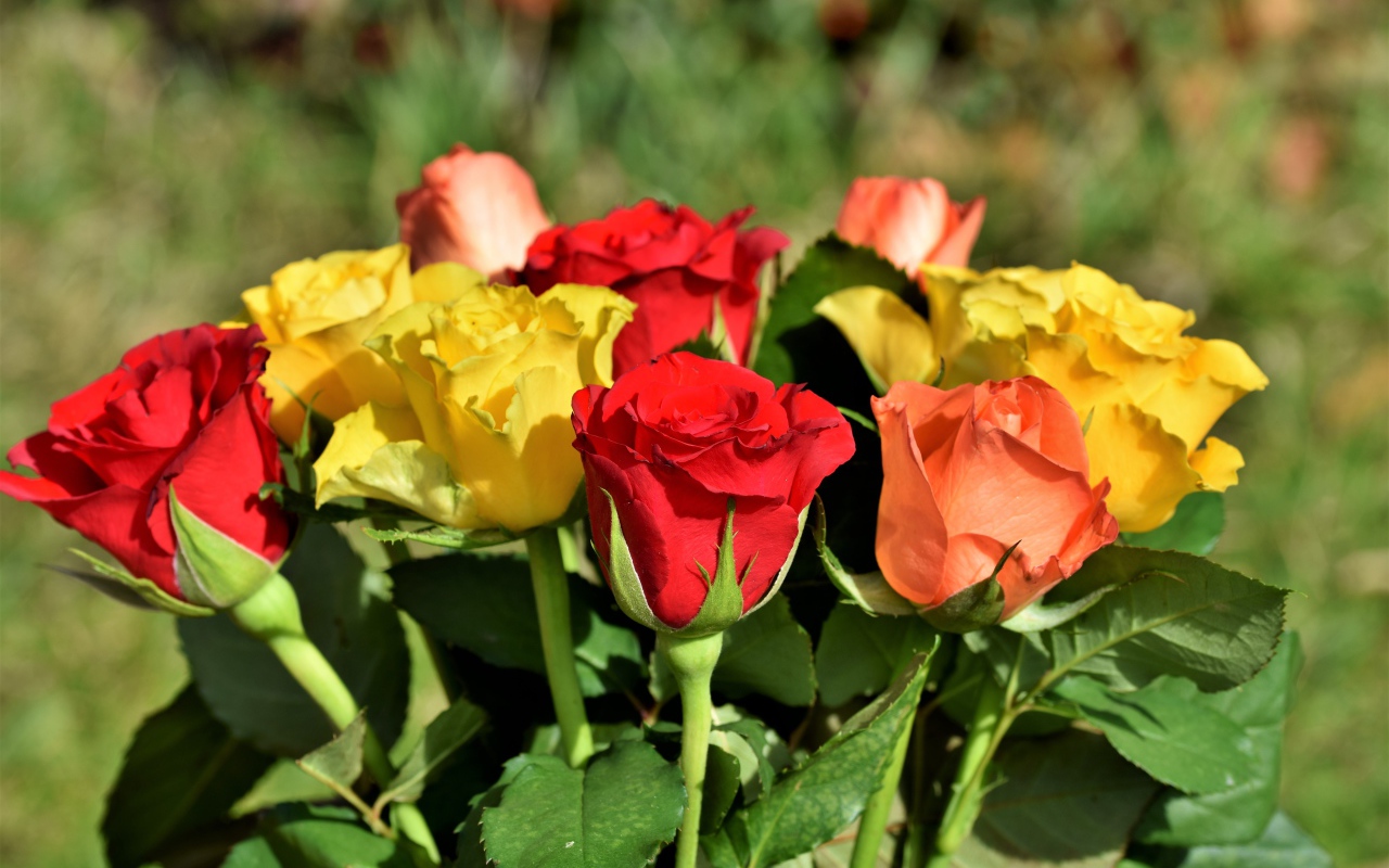 Красные и желтые английские розы в букете