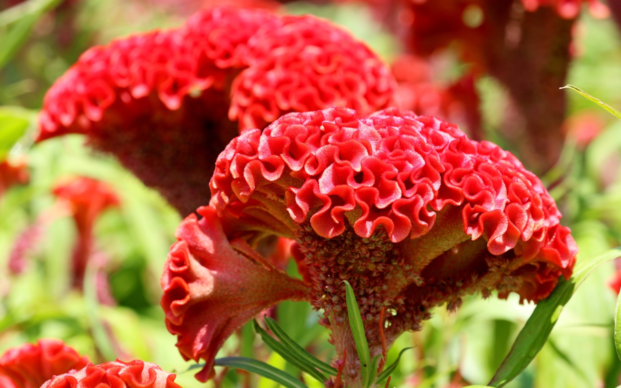 Красный цветок целозия крупным планом 