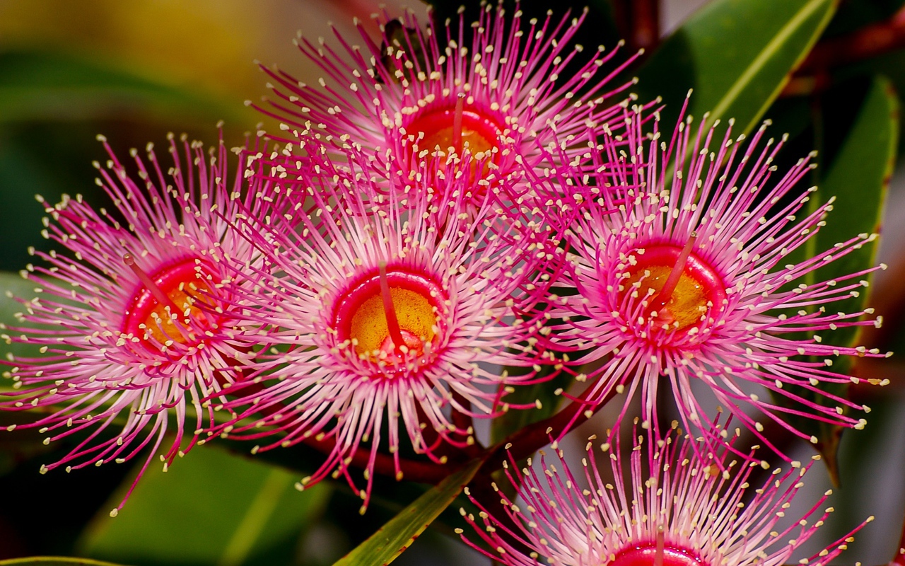 Красные цветы эвкалипта крупным планом