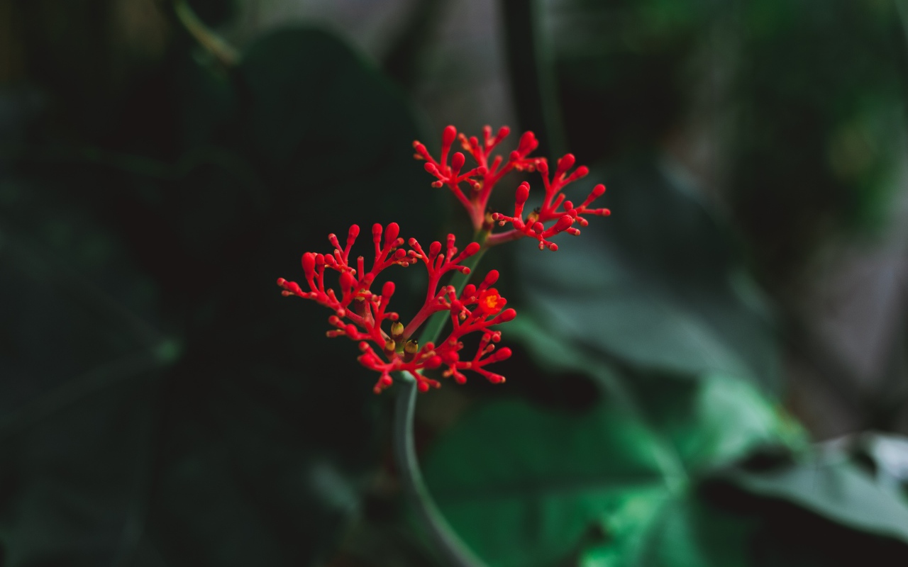 Красный цветок крупным планом