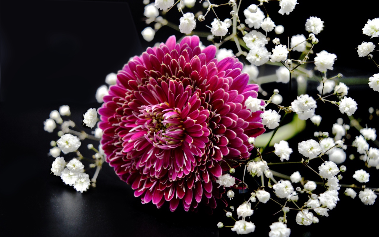 Красный цветок герберы с гипсофилой на черном фоне