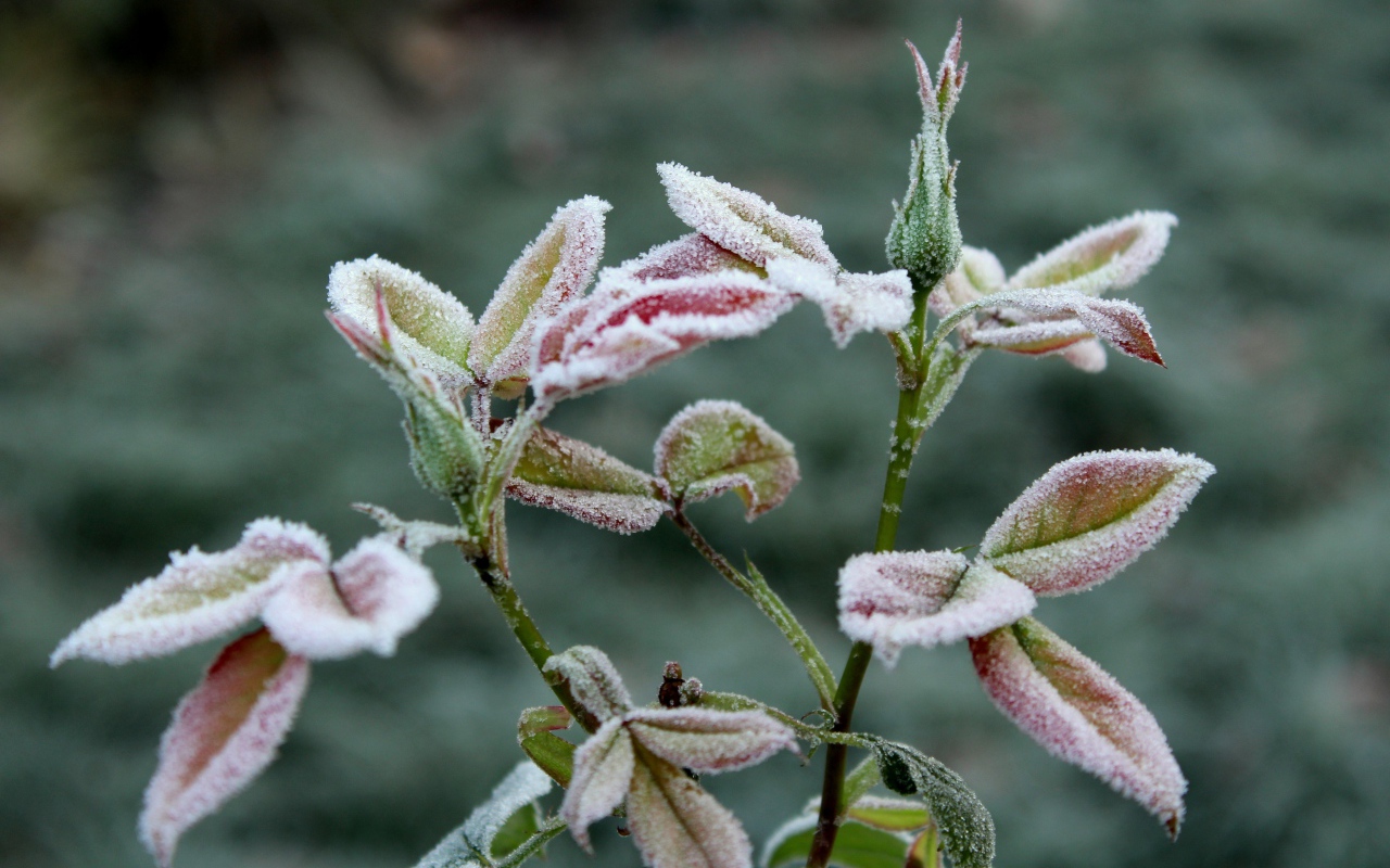 Бутоны роз в холодном инее на клумбе