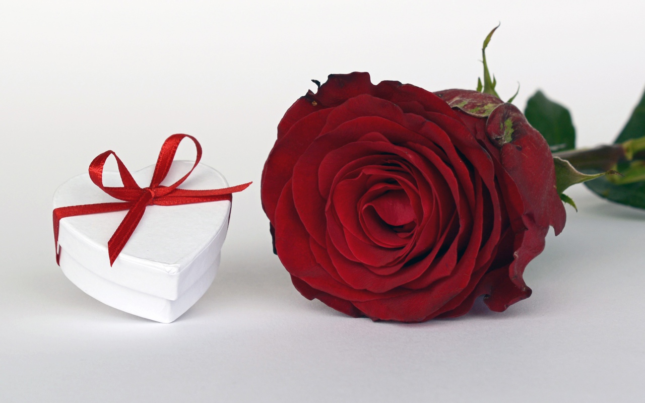 Алая роза с подарком на белом столе
